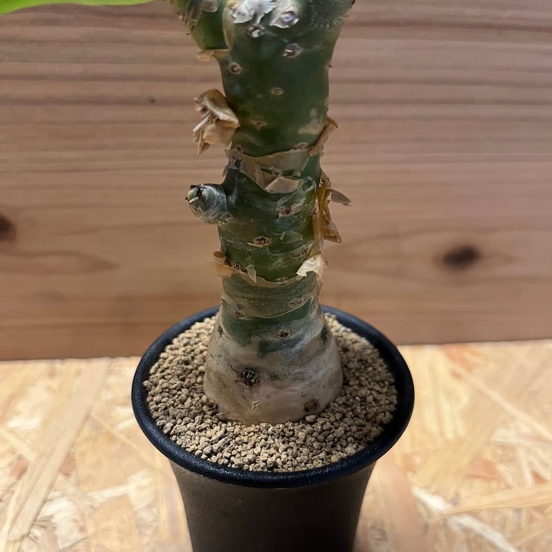 チレコドン パニクラータス | GREEN LUCK