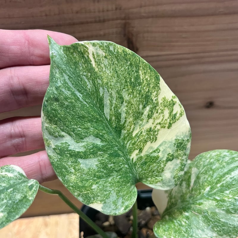 モンステラ デリシオーサ 'レガシー' | GREEN LUCK