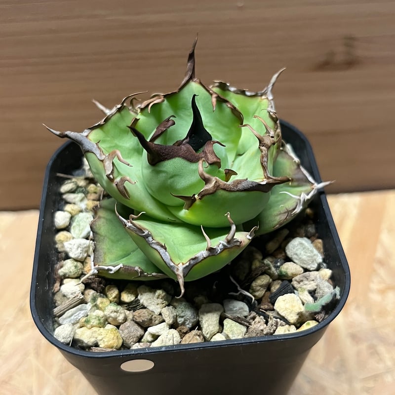 アガベ チタノタ ペルシアンドワーフ | GREEN LUCK