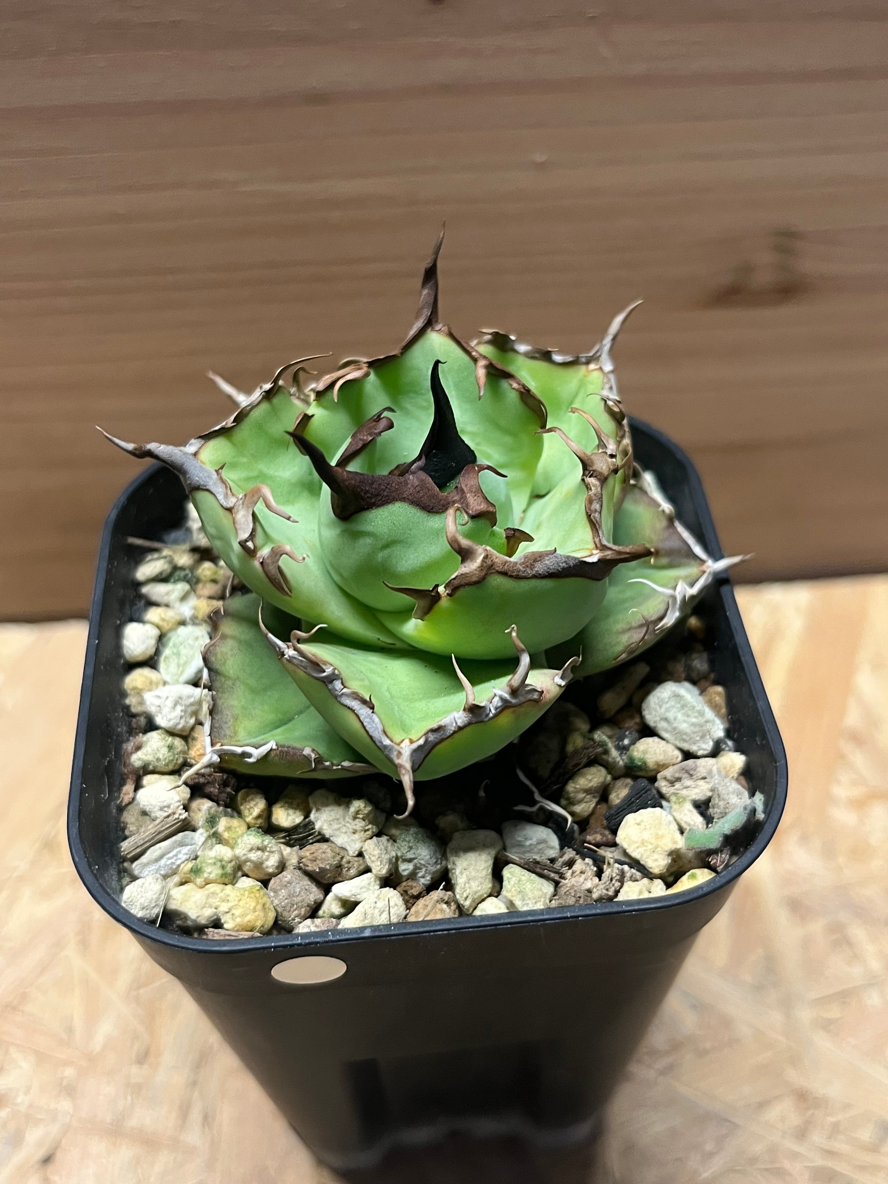 アガベ チタノタ・ペルシアンドワーフ original