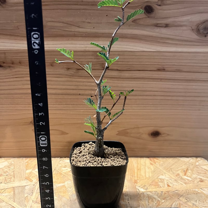 センナ メリディオナリス | GREEN LUCK