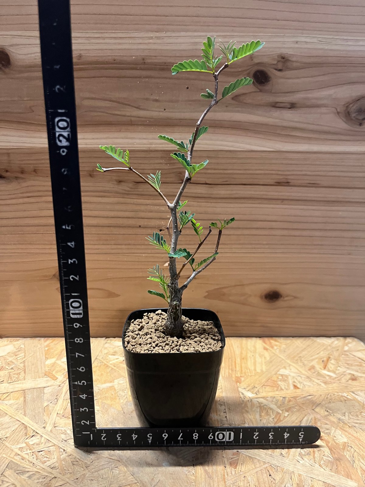 センナ メリディオナリス | GREEN LUCK