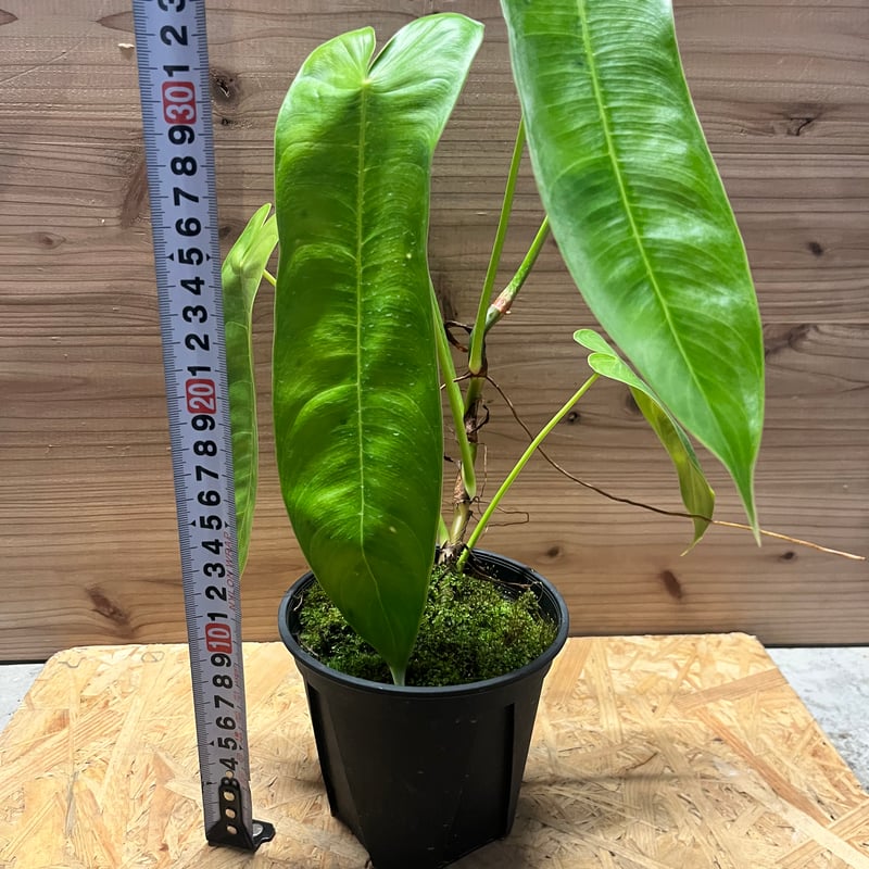 フィロデンドロン シャロニアエ | GREEN LUCK