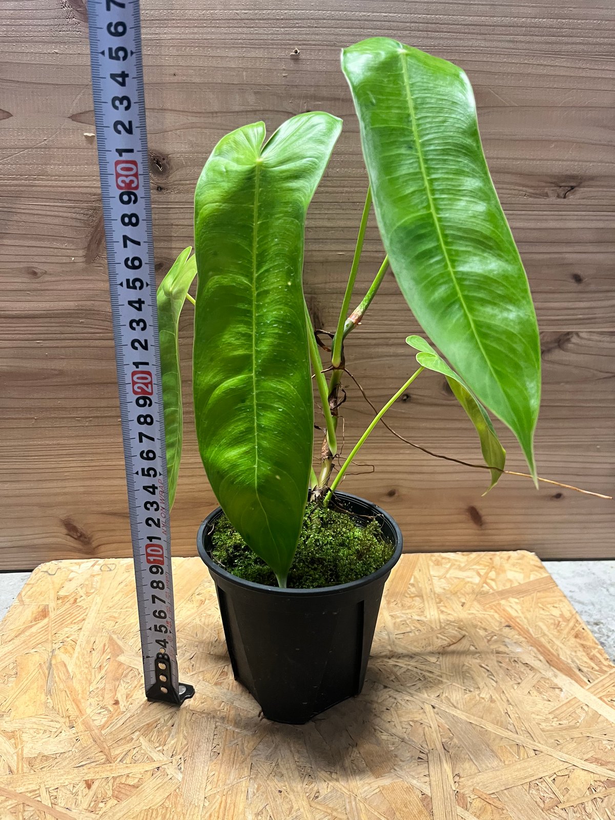 フィロデンドロン シャロニアエ | GREEN LUCK