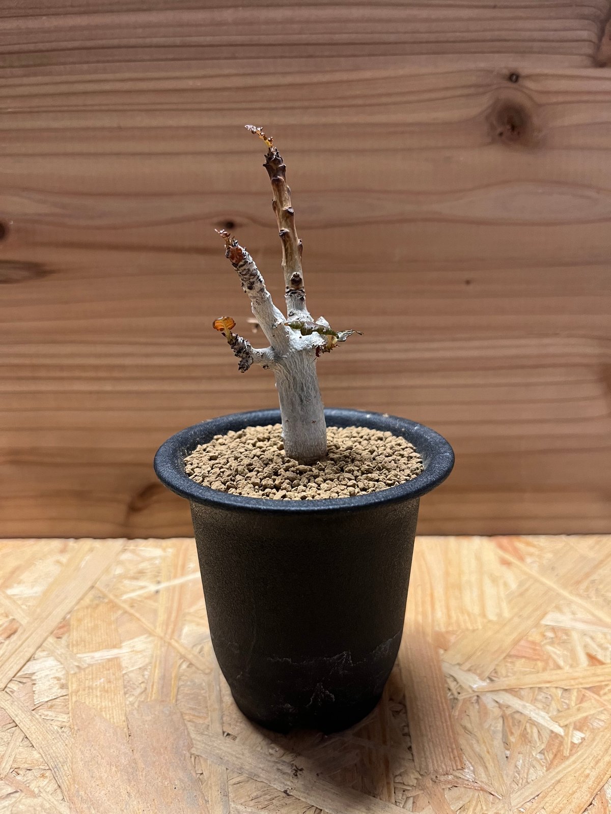 ボスウェリア　ポポビアナ 植物/灌木/ボスウェリア – Hachi-8