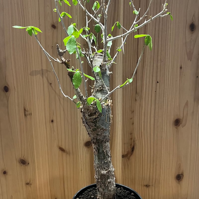 コミフォラ エミニーCommiphora eminii 極上樹形鉢30cm