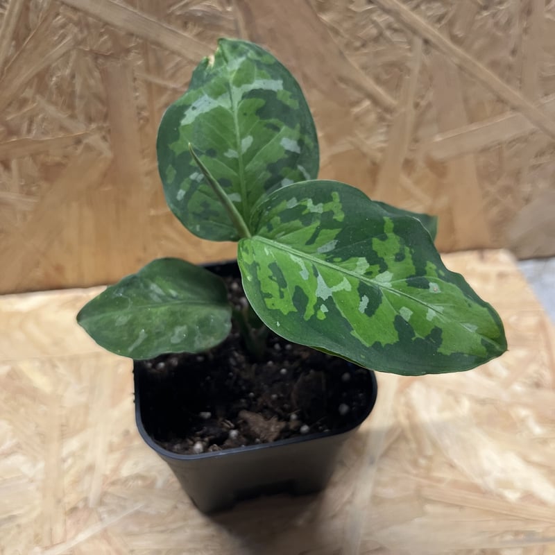 アグラオネマ ピクタム トリカラー | GREEN LUCK