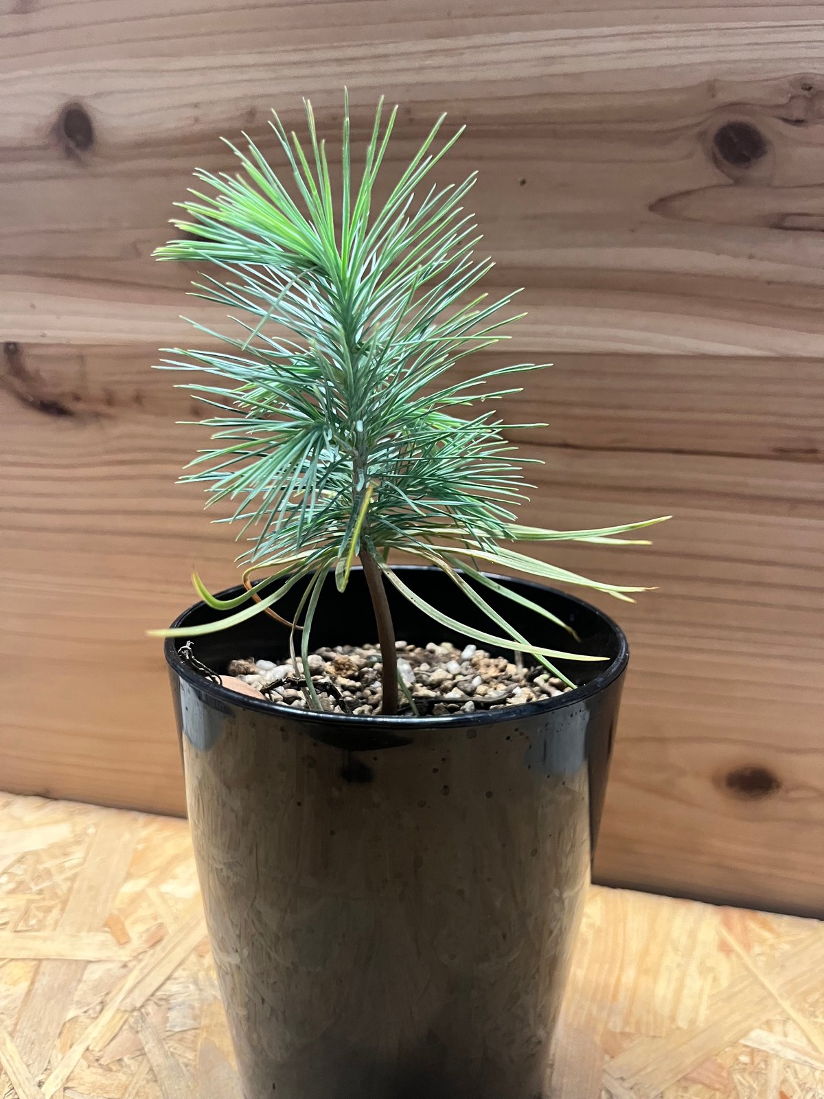 マルチネス ピニョンマツ | GREEN LUCK