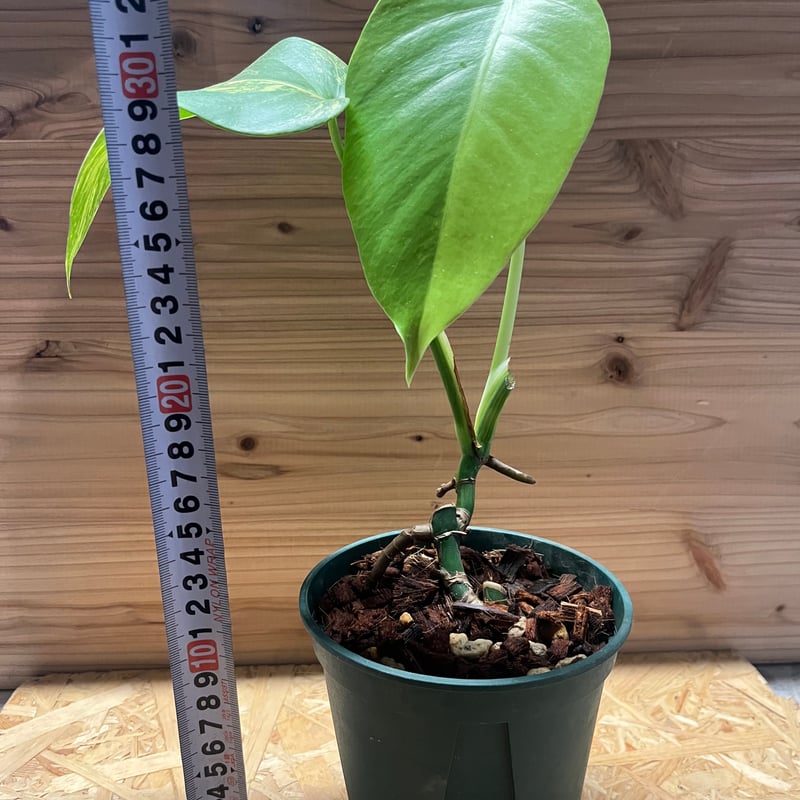 モンステラ ボルシギアナ イエローバリエガータ | GREEN LUCK