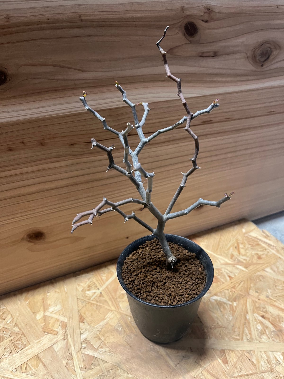 デカリア マダガスカリエンシス ジグザグの木 | GREEN LUCK