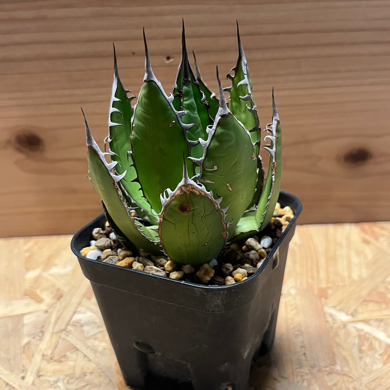 【現物出品】2121 【鉢のまま発送】 アガベ ホリダ アガベ ホリダ | GREEN LUCK