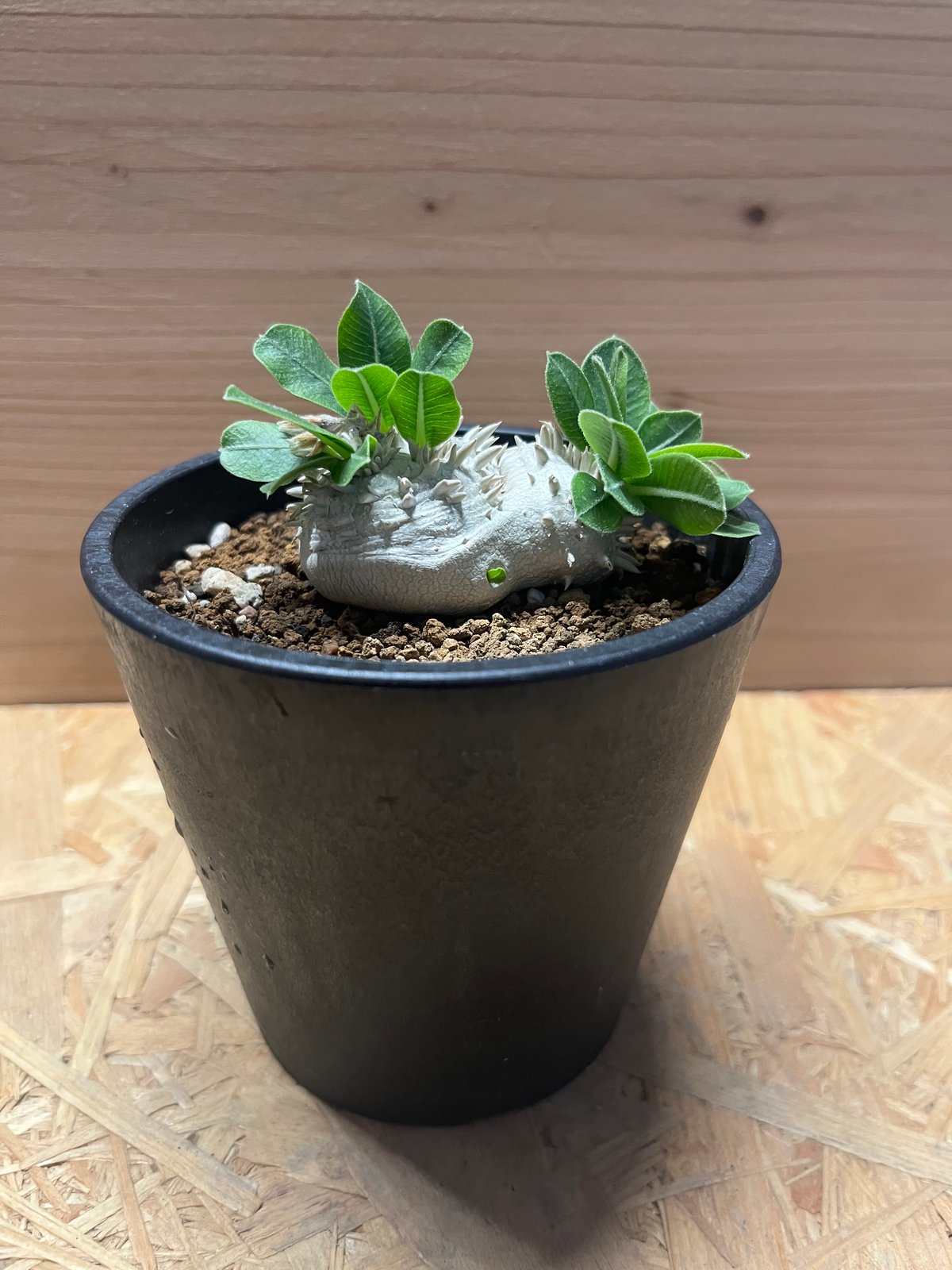 パキポディウム 恵比寿笑い Pachypodium brevicaule ⑦ Pachypodium brevicaule パキポディウム 恵比寿笑い | 品種紹介