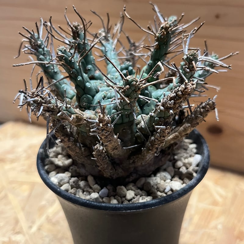 Ramat Planter #272 × ユーフォルビア デセプタ Ramat Planter #272 × ユーフォルビア デセプタ - メルカリ