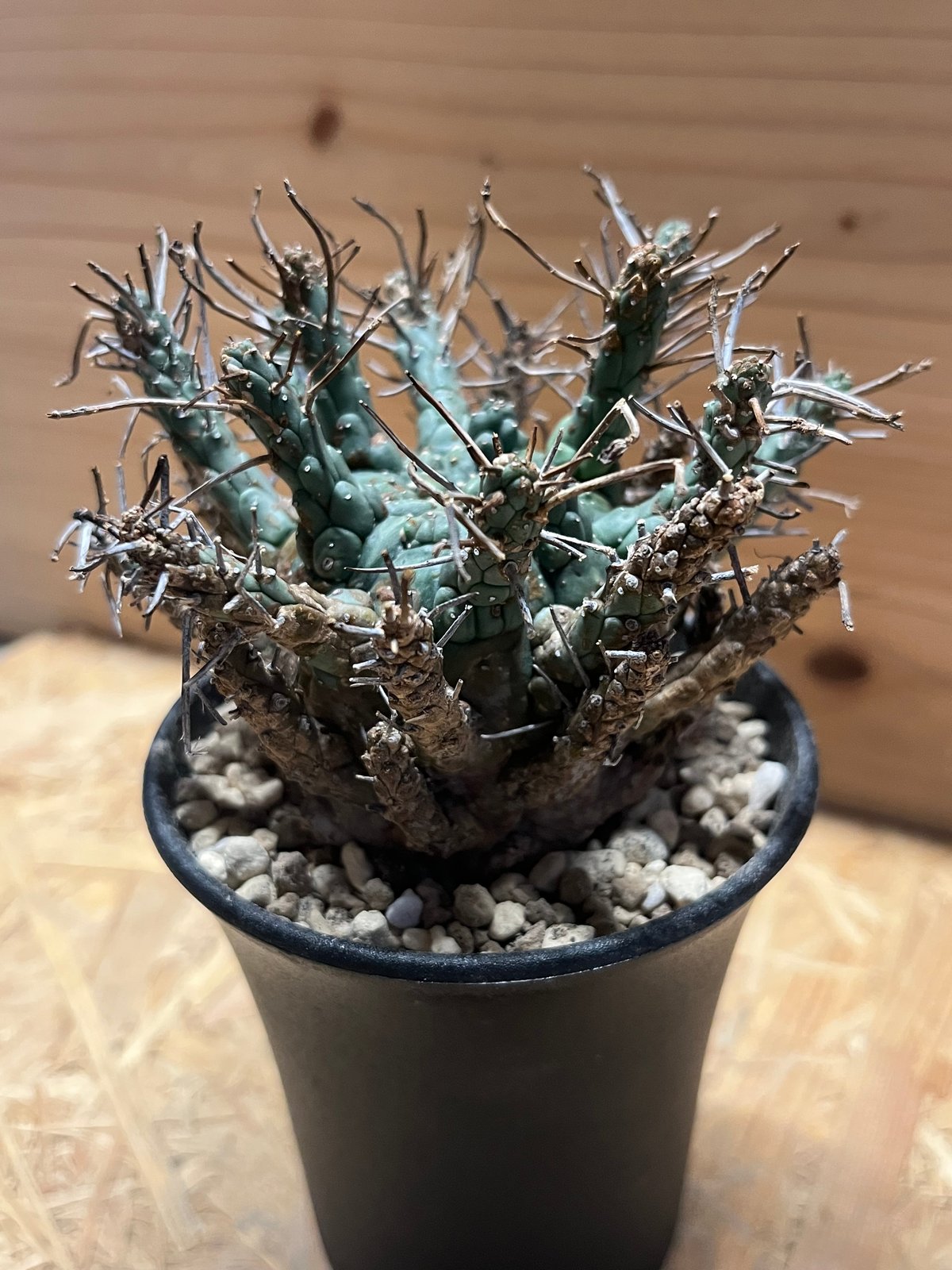 ユーフォルビアデセプタ ユーフォルビア デセプタ | GREEN LUCK