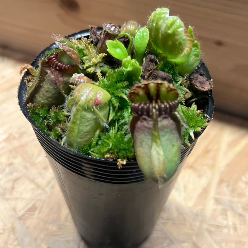 セファロタス フォリキュラリス | GREEN LUCK