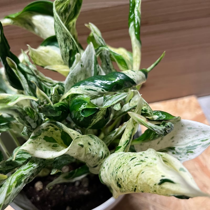 ポトス テルノラブソング | GREEN LUCK