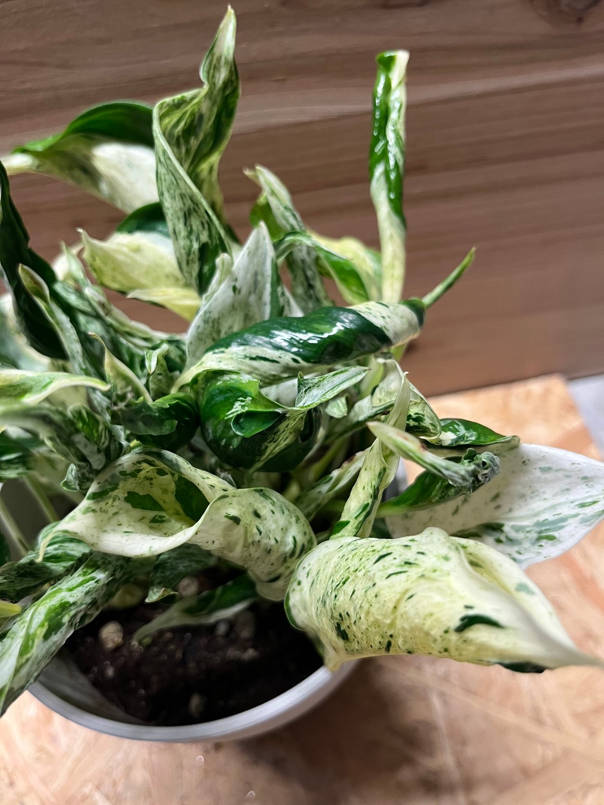 ポトス テルノラブソング | GREEN LUCK