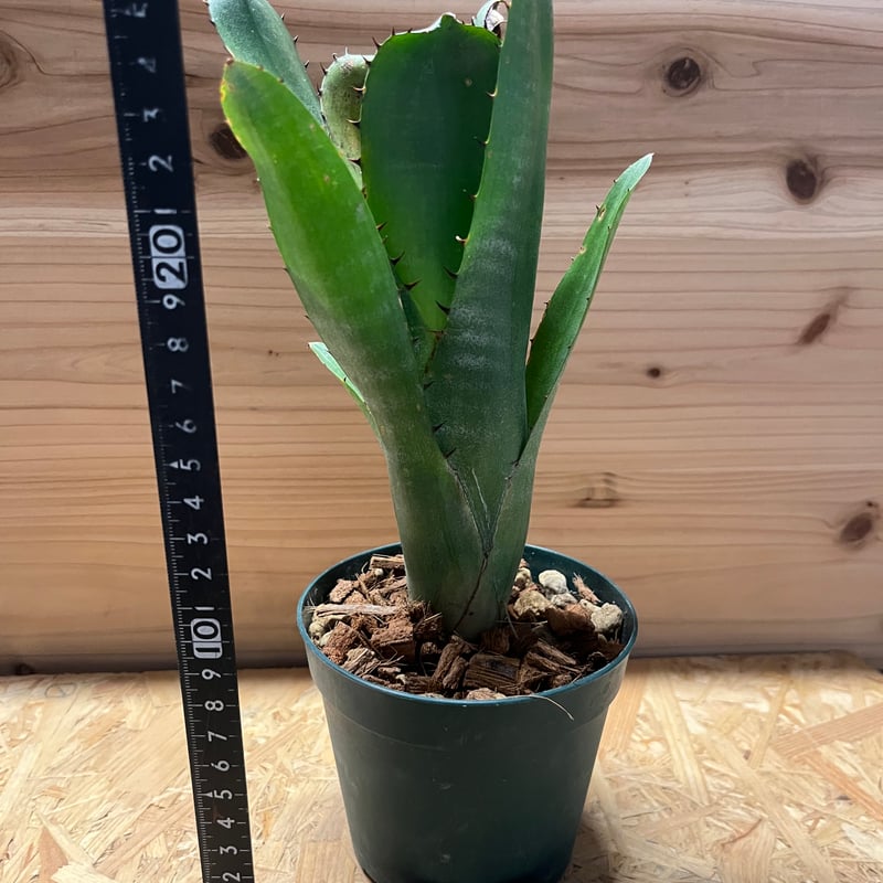 ビルベルギア スローポーク | GREEN LUCK