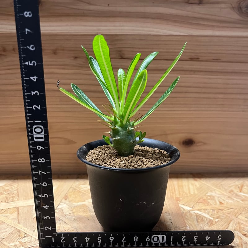 パキポディウム　アンボンゲンセ パキポディウム アンボンゲンセ 001【開花実績あり】 Pachypodium