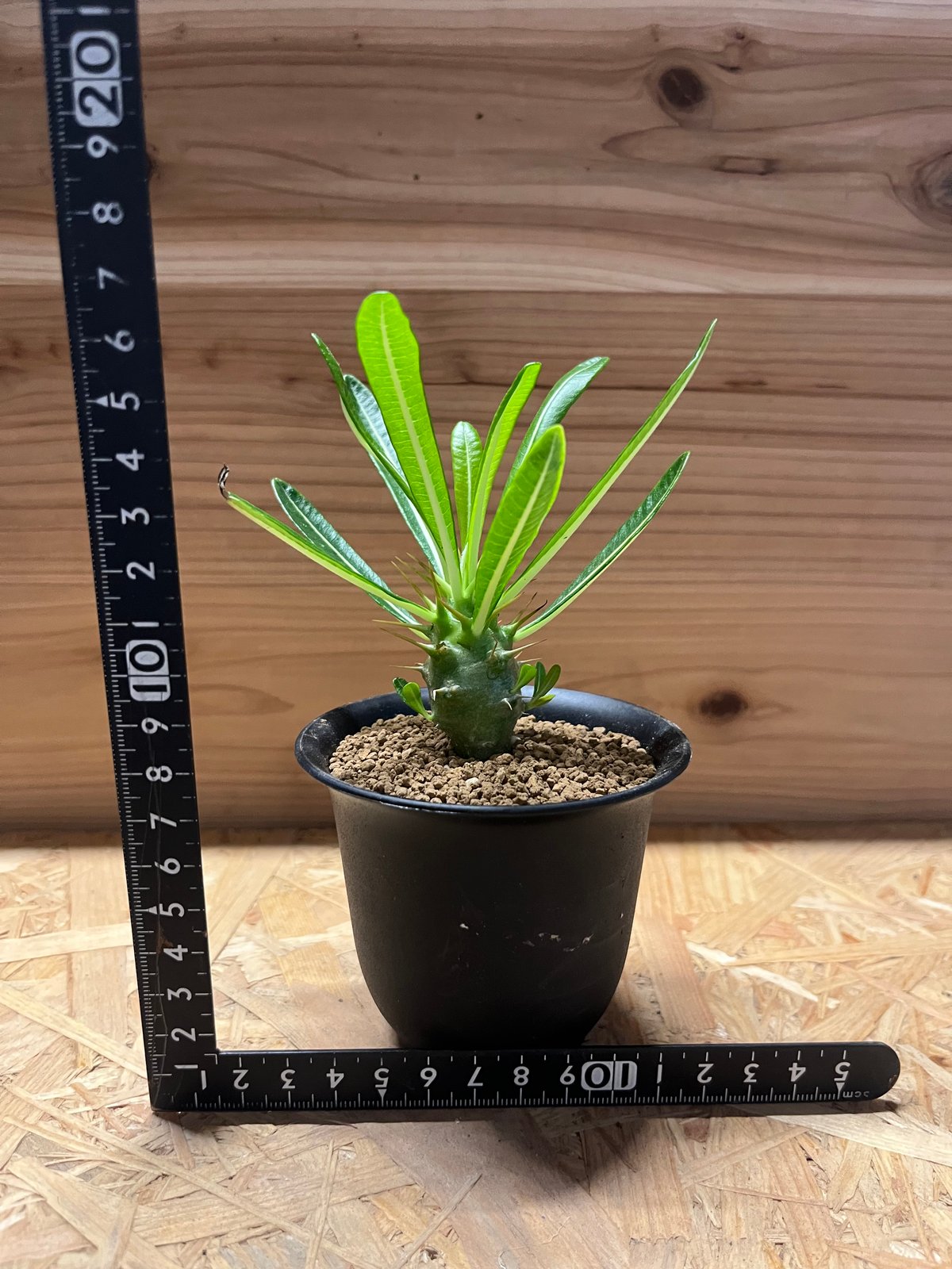 い*う様 種子50粒 パキポディウム・アンボンゲン 種子50粒パキポディウムアンボンゲンPachypodium ambongense