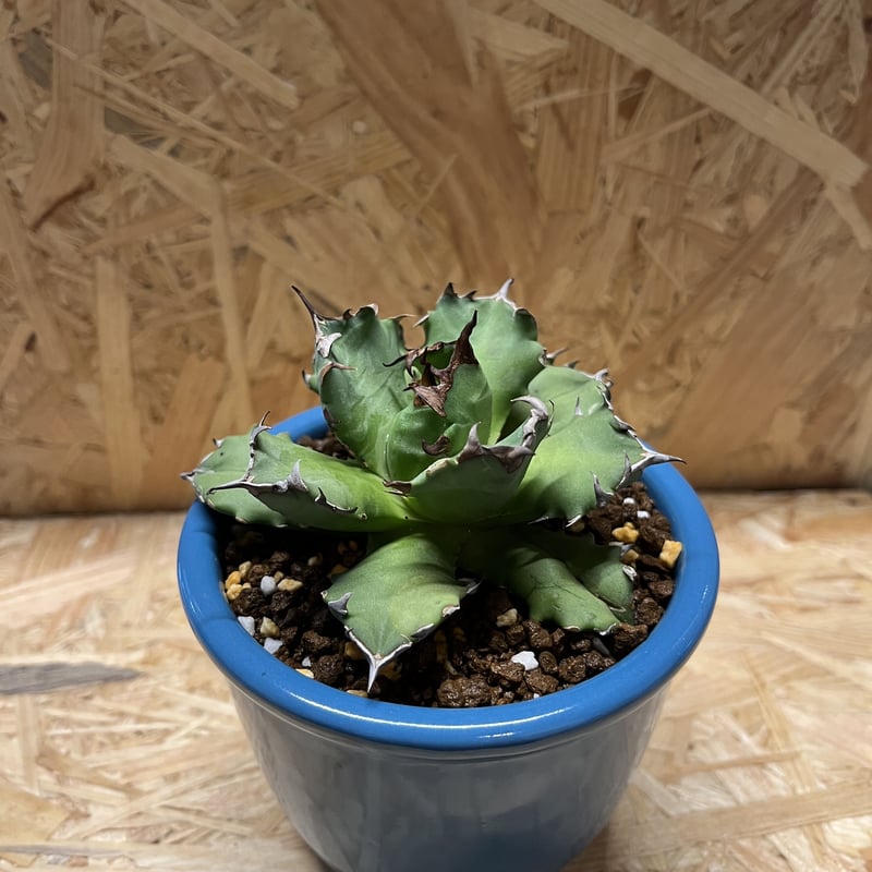 アガベ チタノタ 農大×伝市鉢 | GREEN LUCK