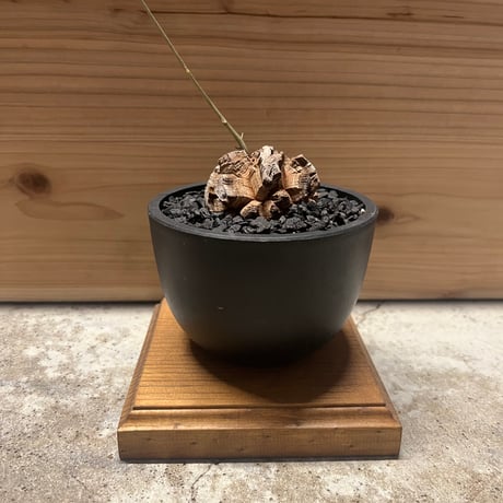 recycle wood パイン材　植物台座　ウッドデーブル