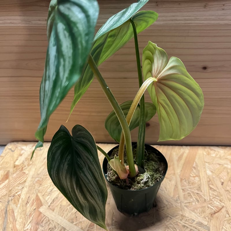 fit=cover,w=800,h=800