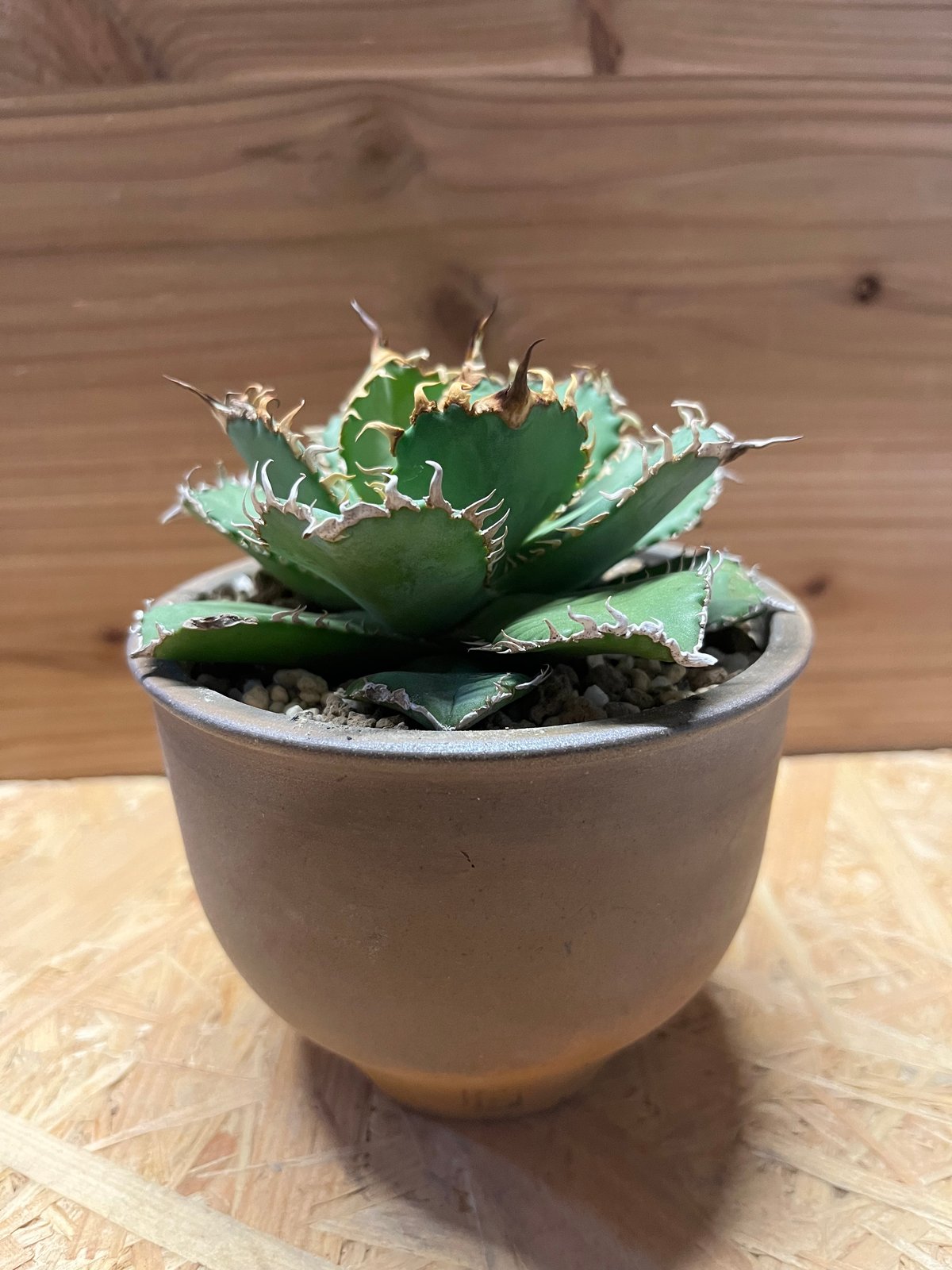 【コレクション株】アガベ　チタノタ　フィリグリー　親株 アガベ チタノタ銘品3種セット（シーザー・フィリグリー・ハデス