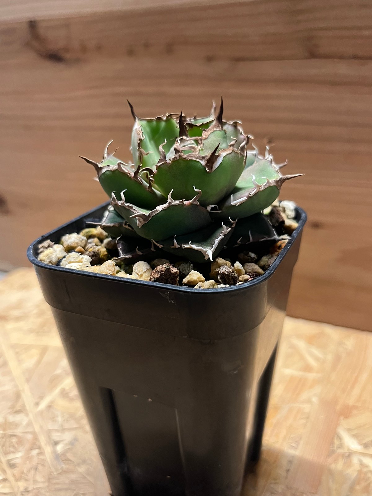 アガベ　チャム　chum イラン株 アガベ チタノタ チャム | GREEN LUCK