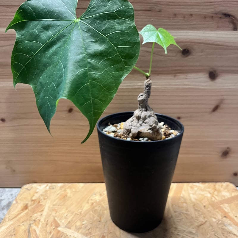 フィルミアナ コロラータ | GREEN LUCK