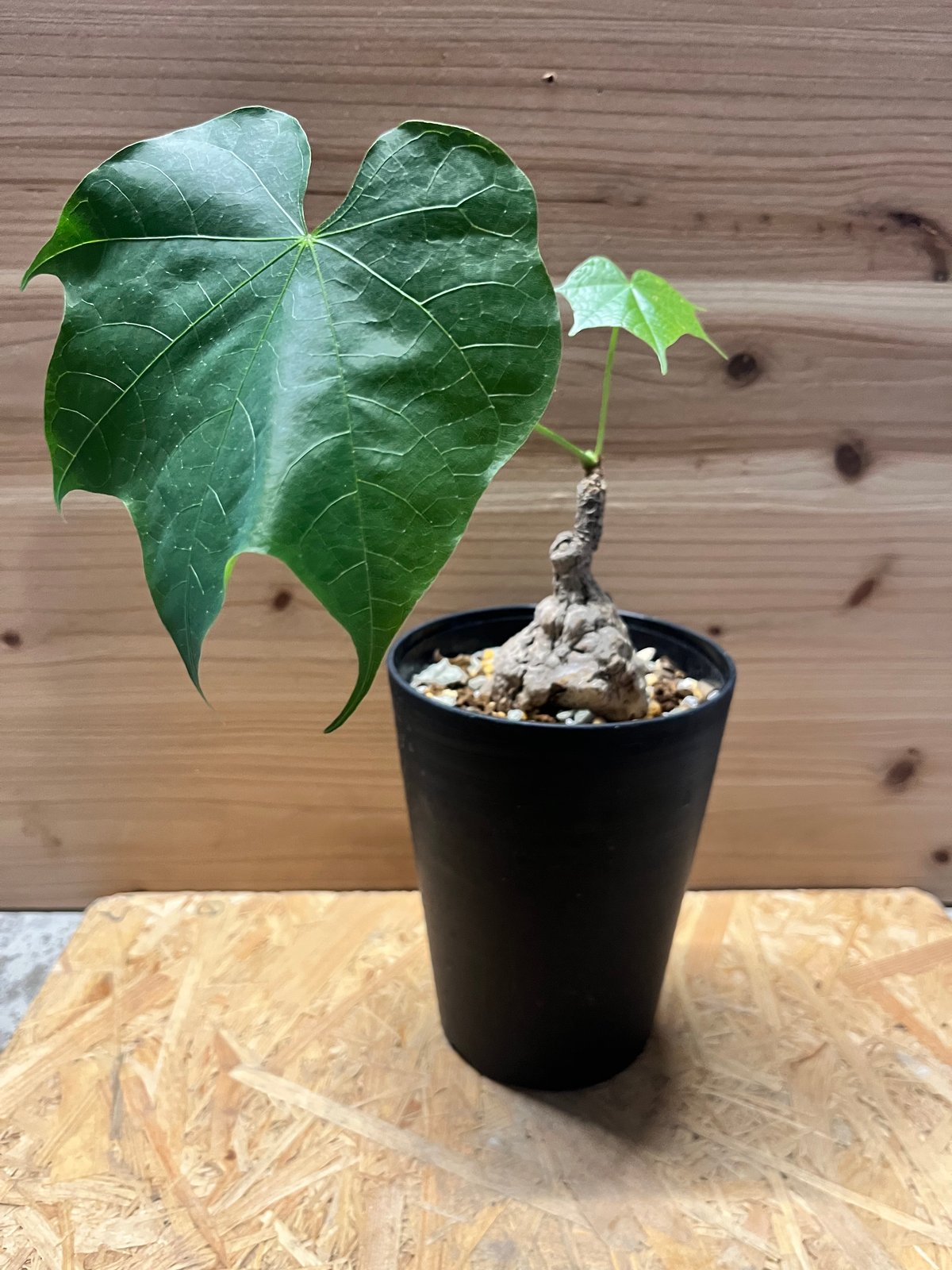 フィルミアナ　コロラータ　発根済み　古株 フィルミアナ・コロラータ - 陽春園ネット通販