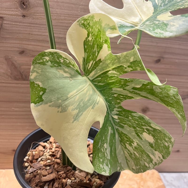 モンステラ デリシオーサ 'アイボリー' | GREEN LUCK