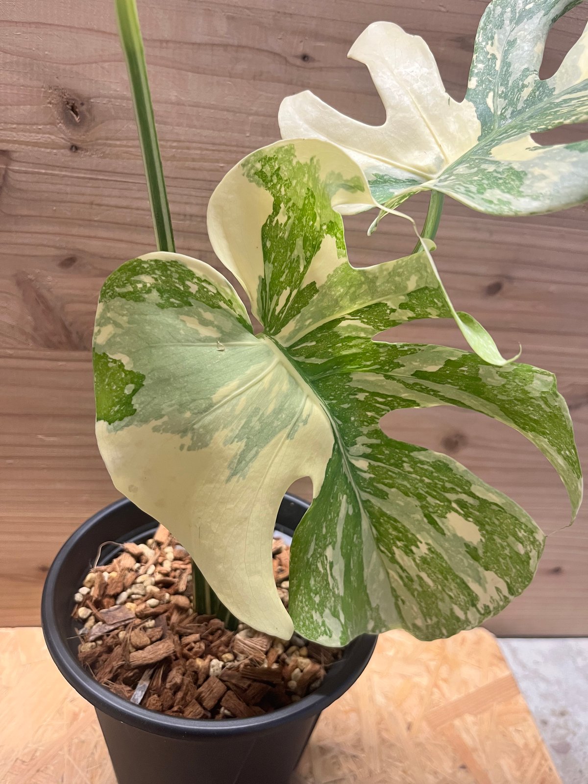 モンステラ デリシオーサ 'アイボリー' | GREEN LUCK