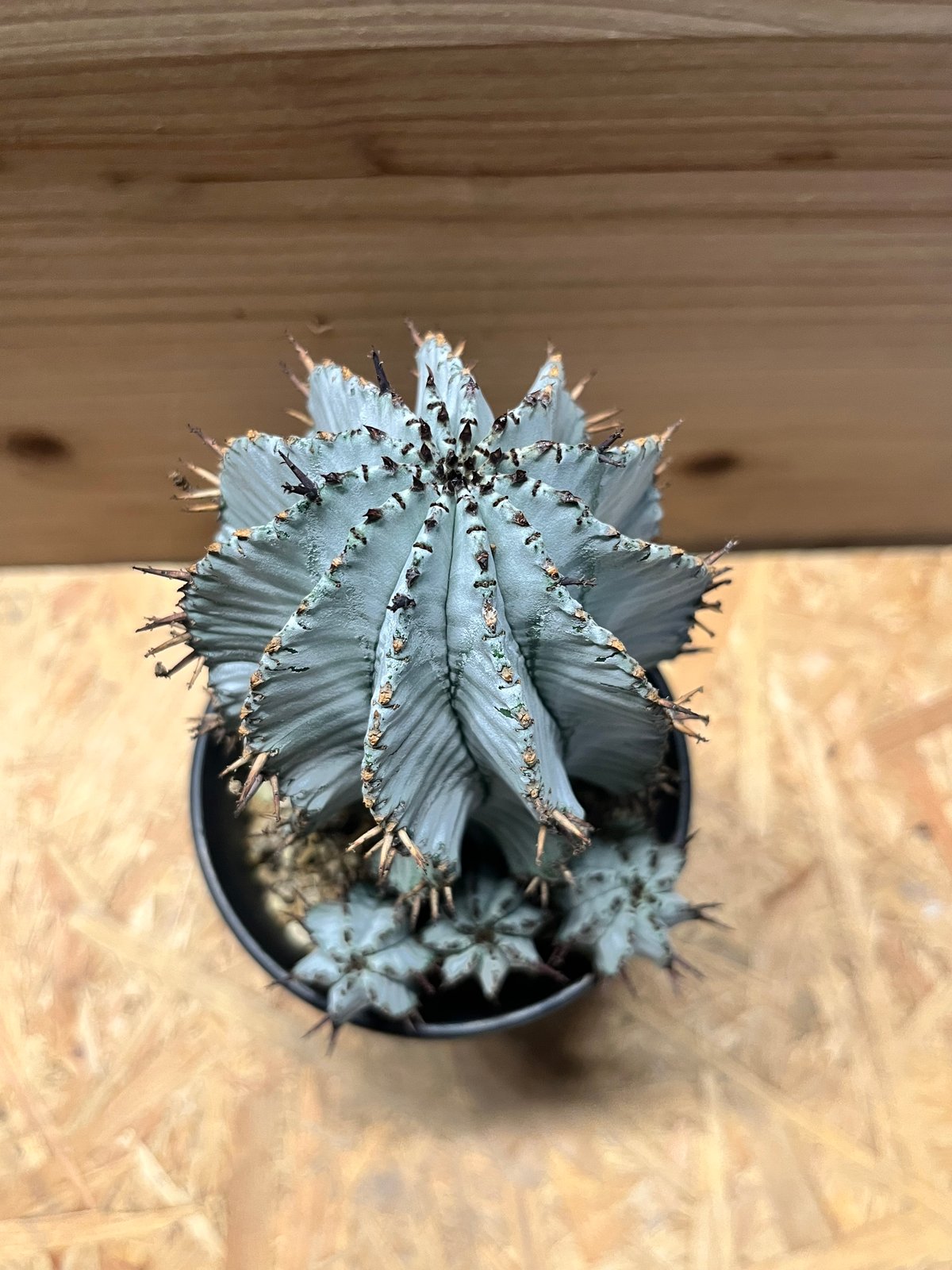 ユーフォルビア 白衣ホリダ 雌 | GREEN LUCK