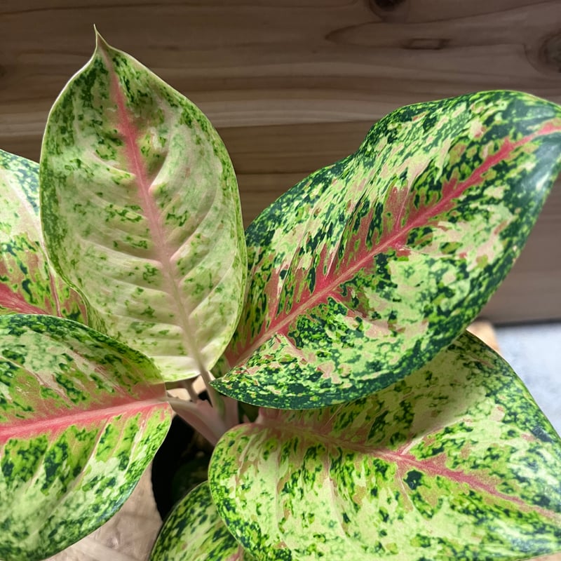 アグラオネマ 10カラット | GREEN LUCK