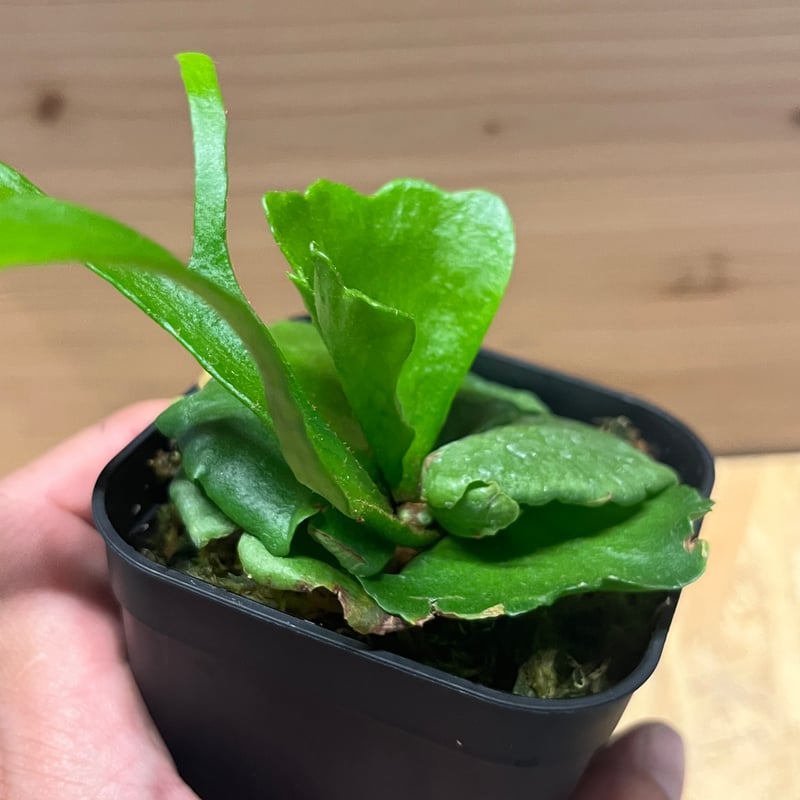 ビカクシダ キナ#10 Kina #10 ビカクシダ キッチャクード シン | GREEN LUCK