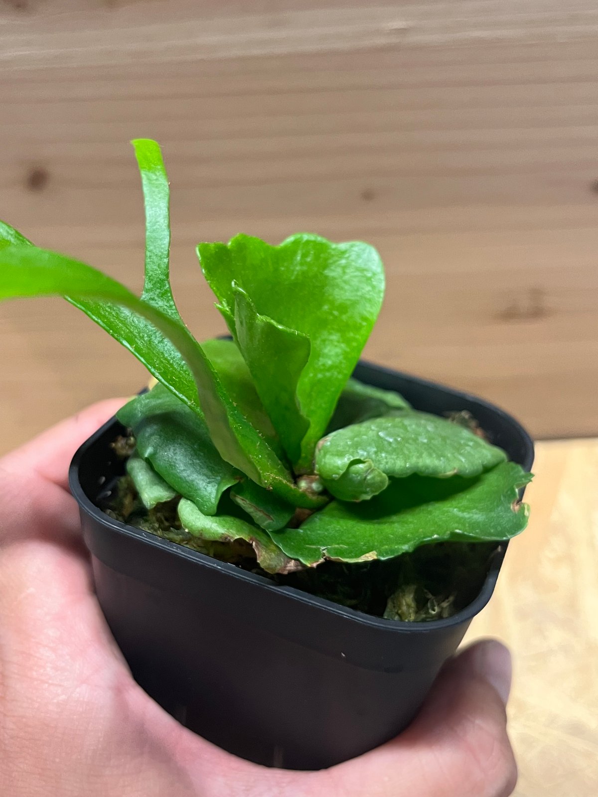 ビカクシダ キッチャクード シン | GREEN LUCK