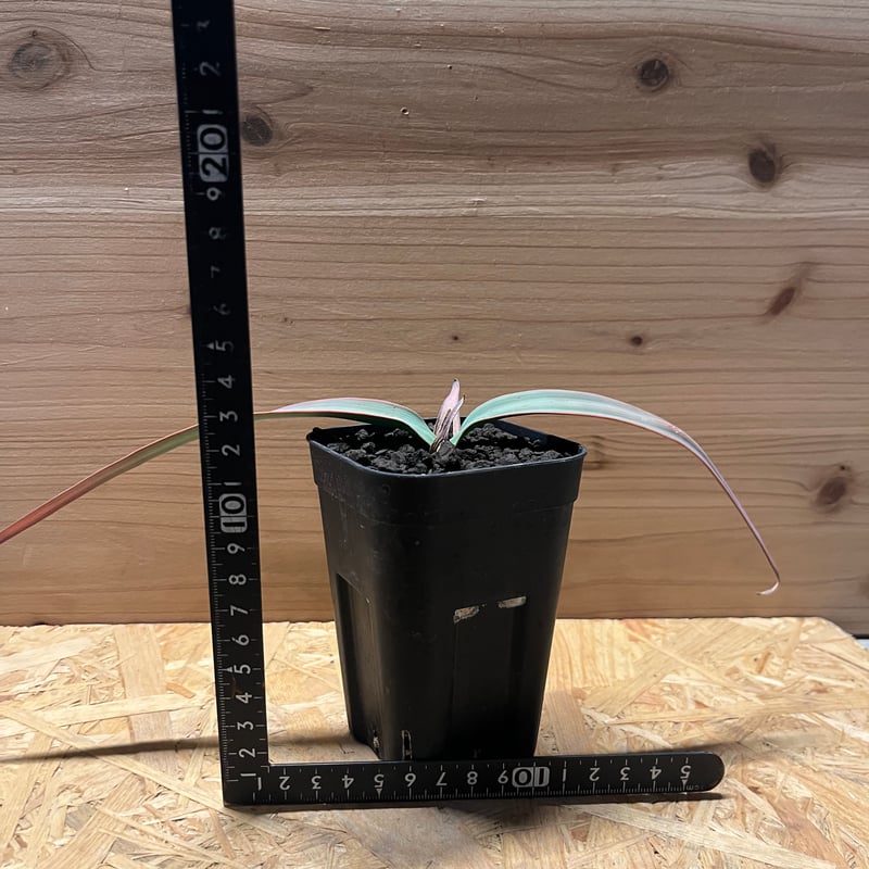 ウェルウィッチア ミラビリス 奇想天外 | GREEN LUCK