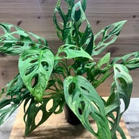 アンスリウム ポーティラエ NSE | GREEN LUCK