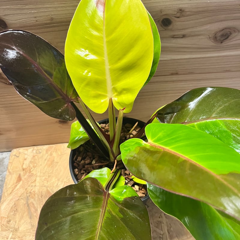 フィロデンドロン インペリアルイエローフレーム | GREEN LUCK
