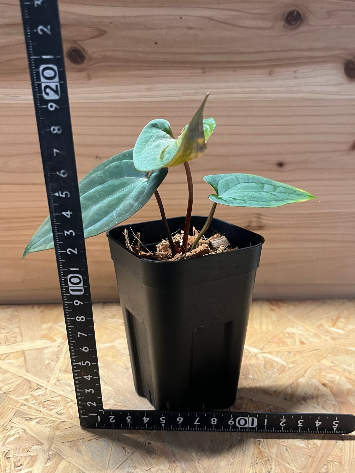 33 アンスリウムパピリラミナム'レッドヴェイン'×ダークフェニックス美株