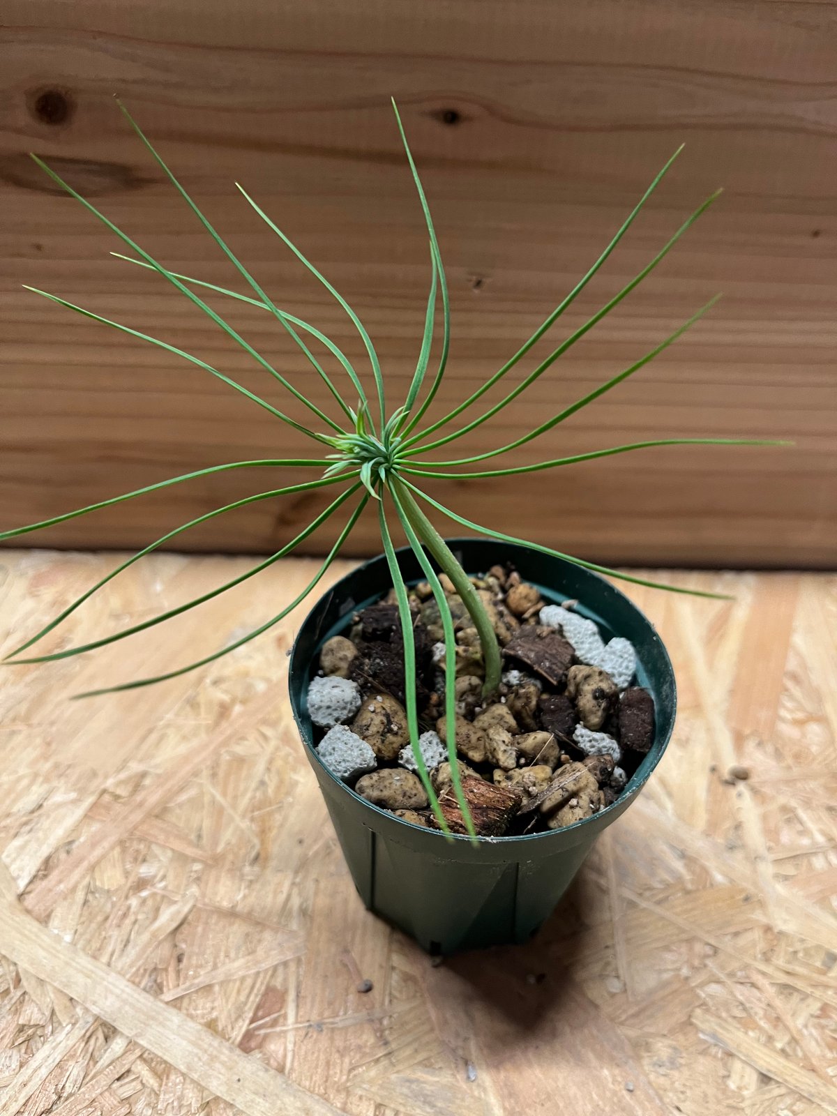 マルチネス ピニョンマツ | GREEN LUCK