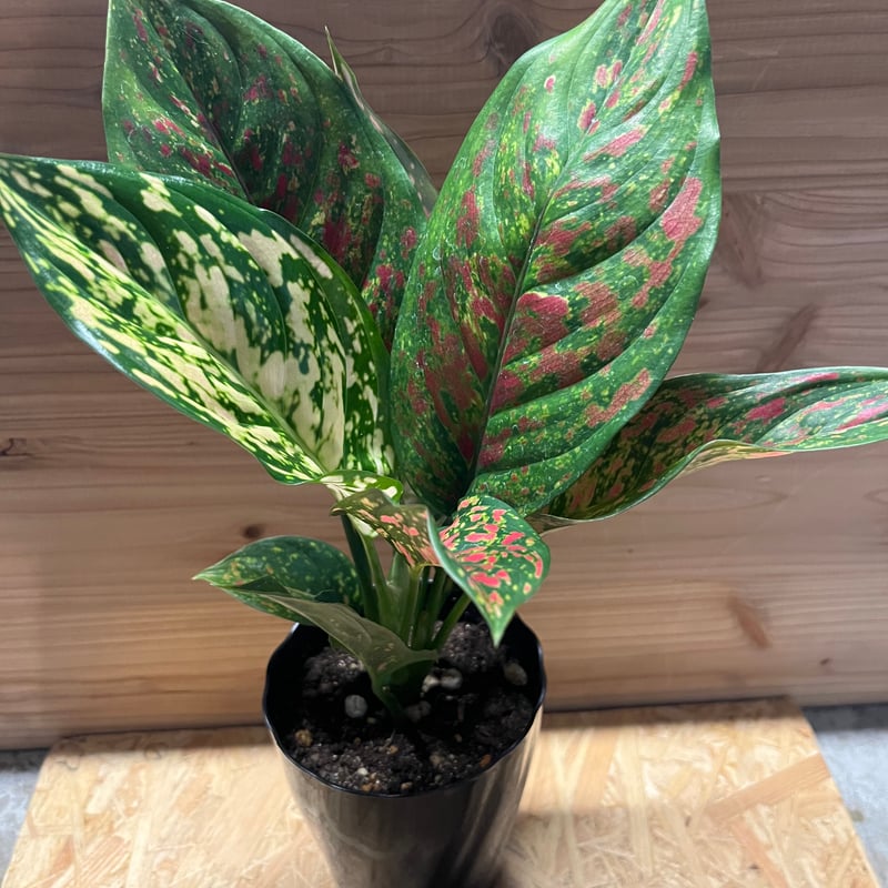 アグラオネマ ビーナス | GREEN LUCK