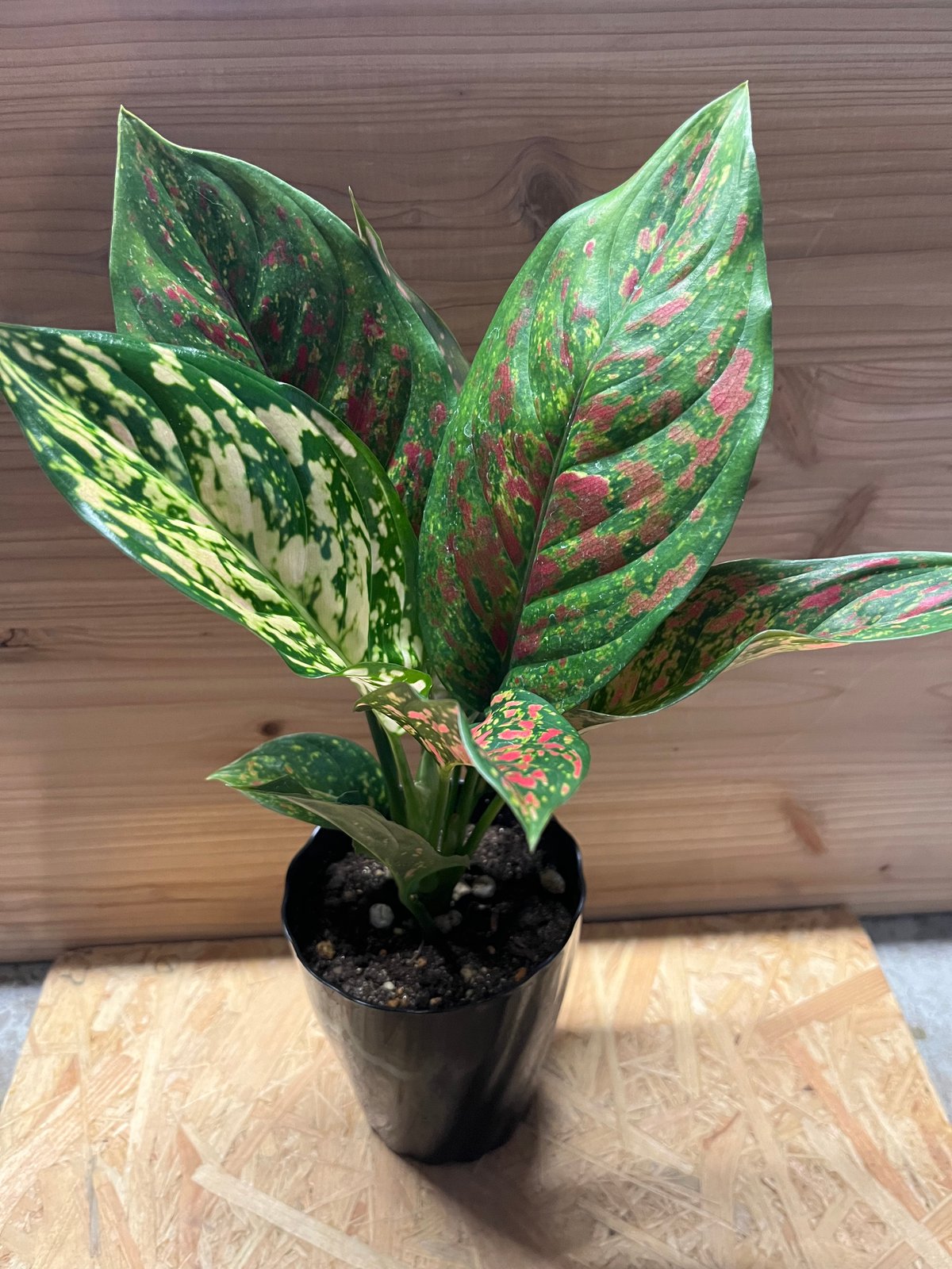 アグラオネマ ビーナス | GREEN LUCK