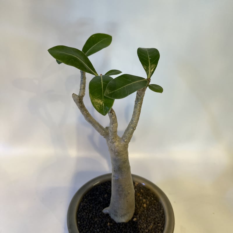 アデニウム タイソコトラナム | GREEN LUCK