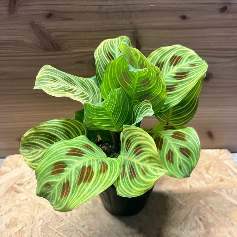 サイクリカ ランデス マランタ ライトベインズ | GREEN LUCK