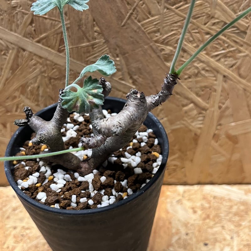 ペラルゴニウム ミラビレ | GREEN LUCK