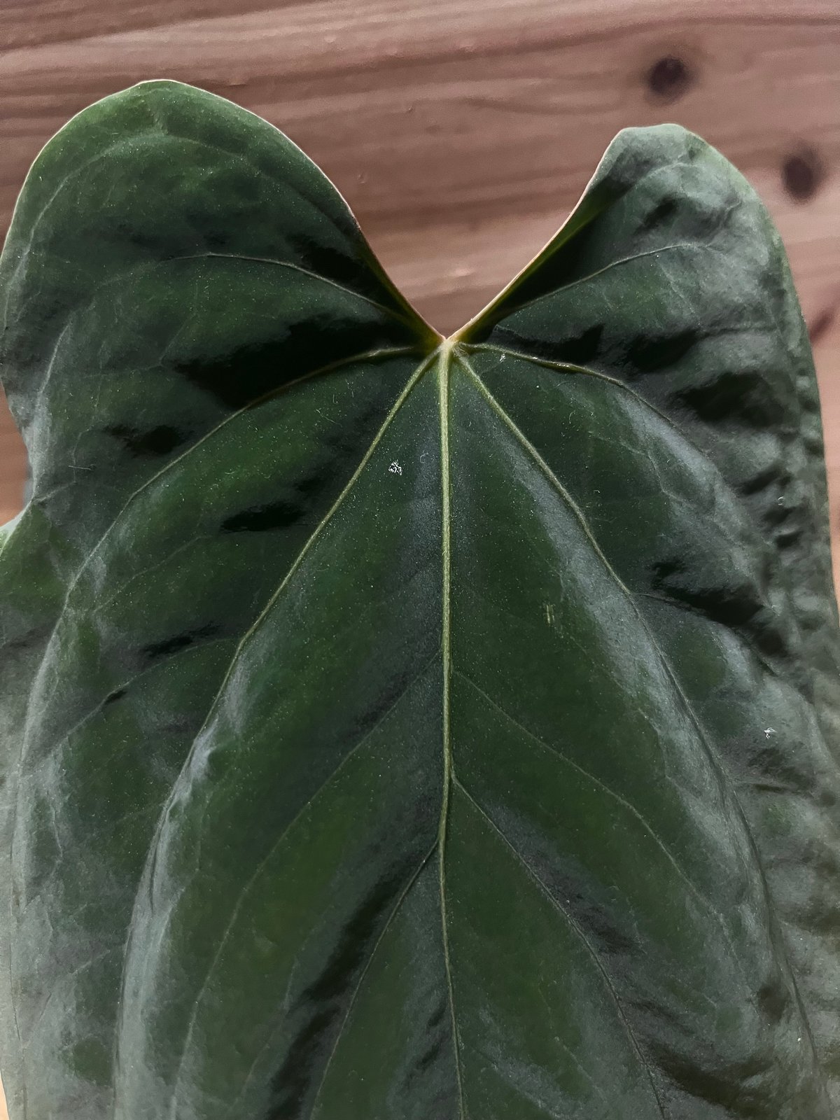 アンスリウム ドレスレリ イースタンフォーム | GREEN LUCK