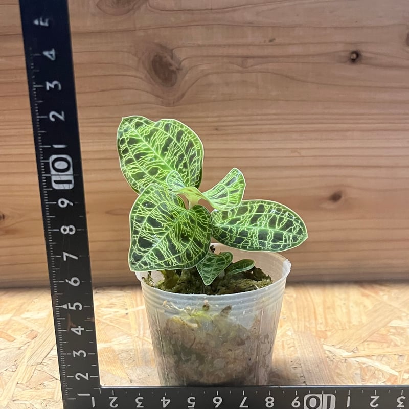 ジュエルオーキッド マコデスぺトラ | GREEN LUCK