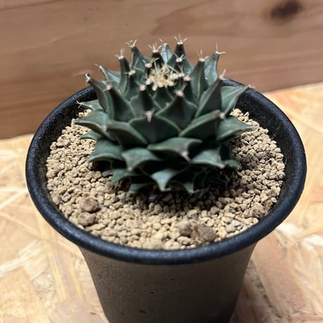 オブゴレニア　デニグリー　帝冠